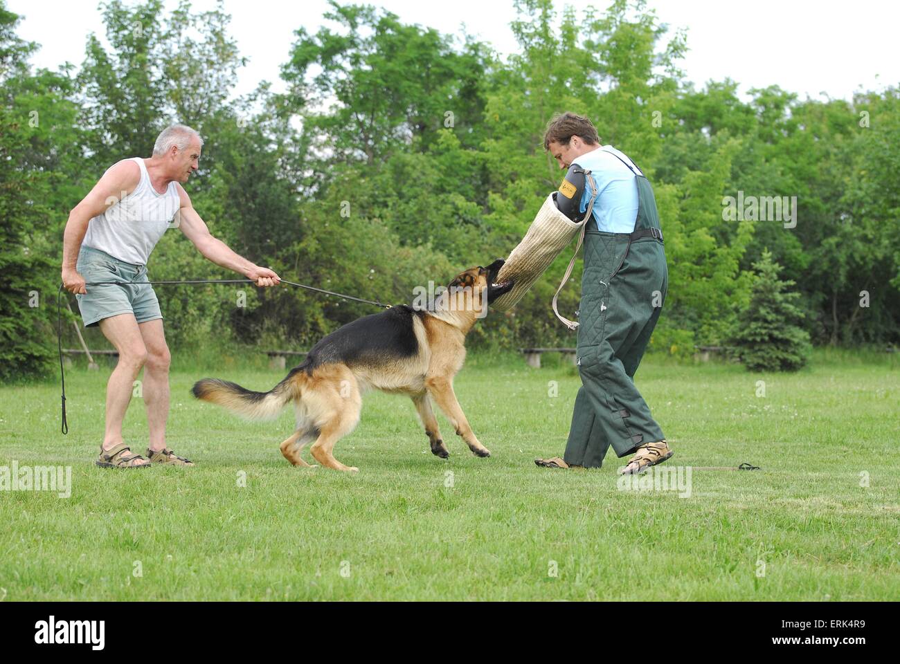 training protection dog Stock Photo Alamy