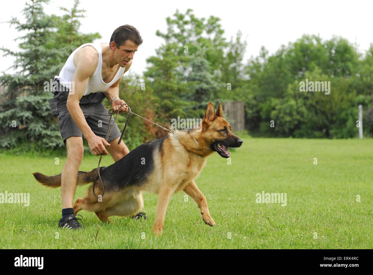 training protection dog Stock Photo Alamy
