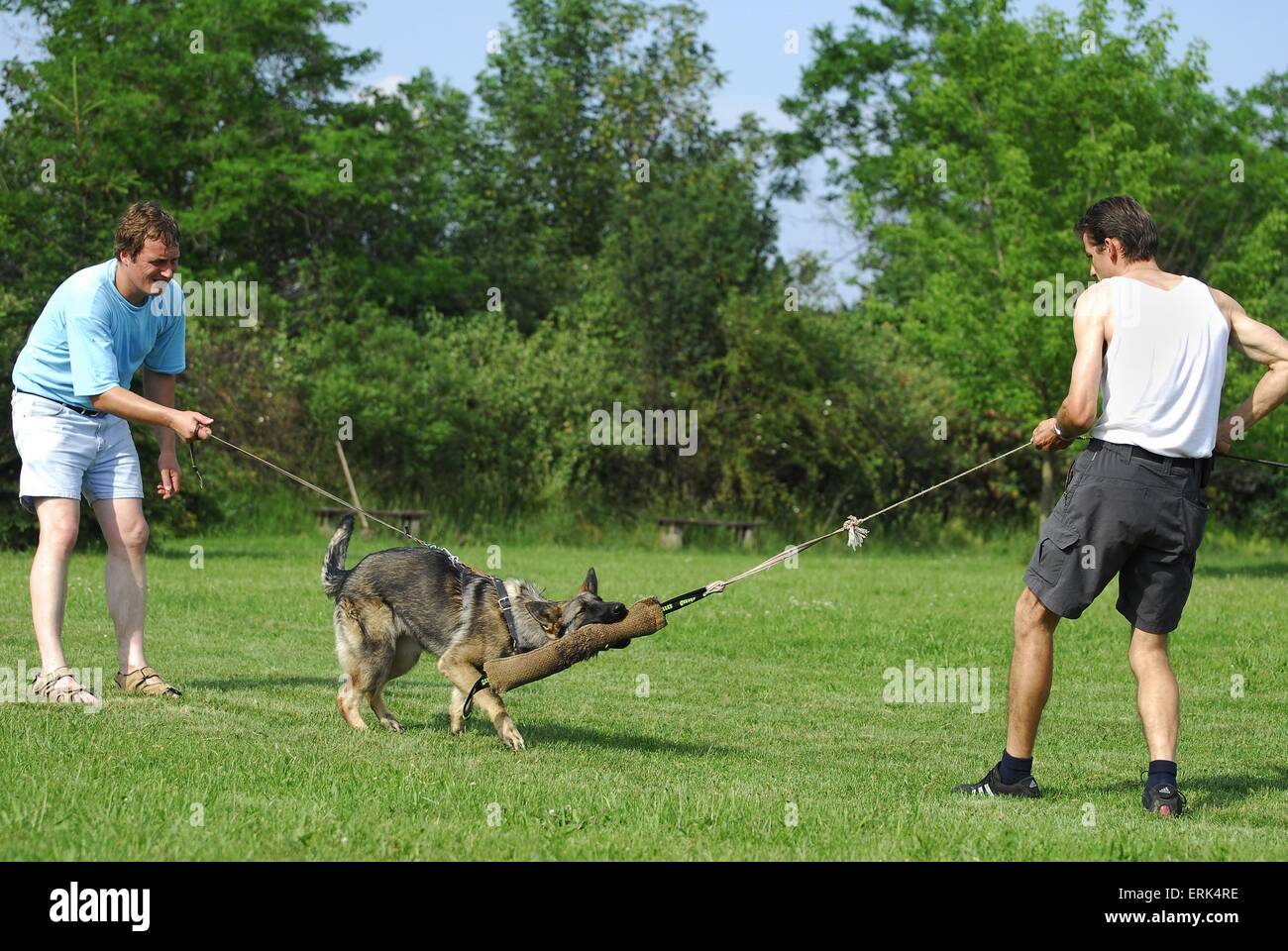 training protection dog Stock Photo Alamy
