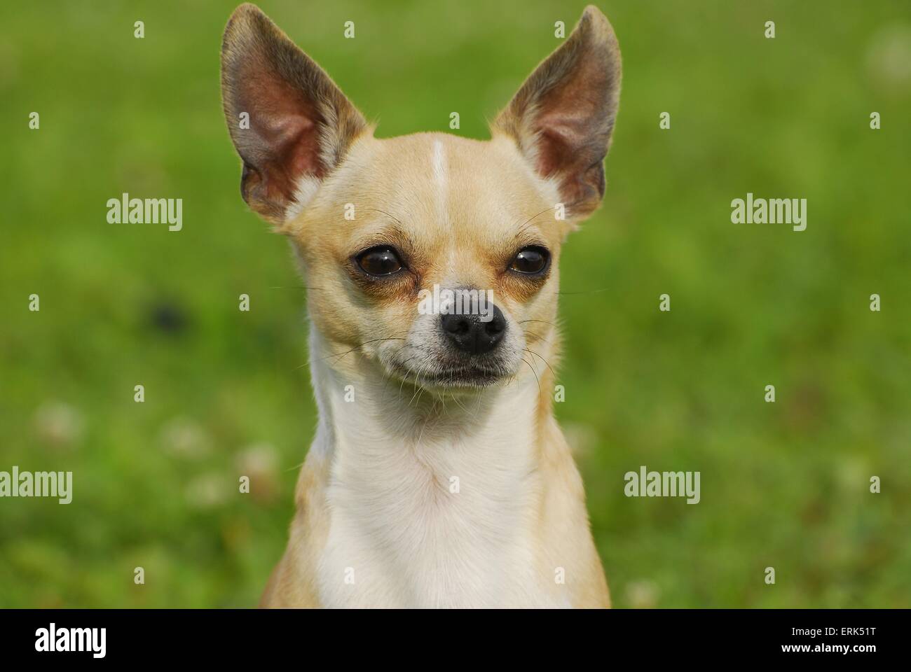 Chihuahua Portrait Stock Photo