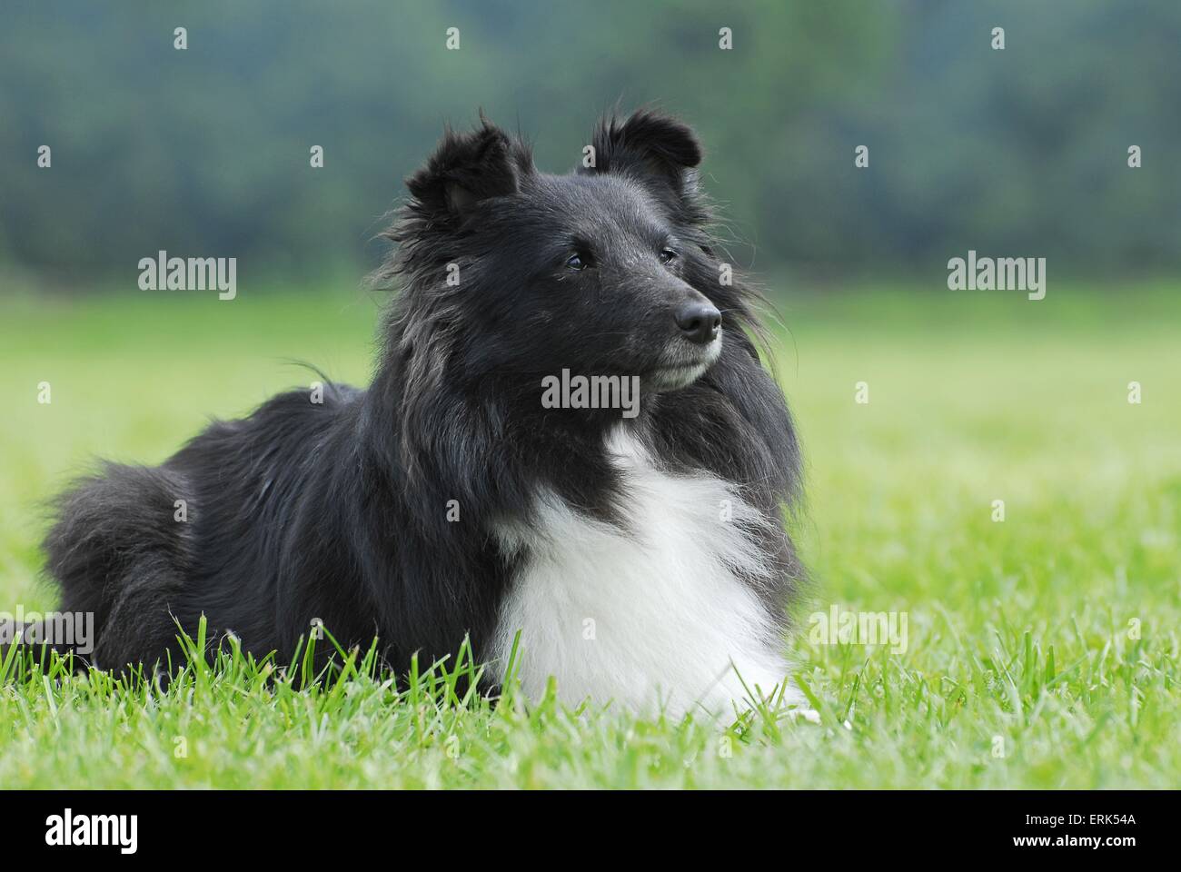 Black and white shetland sheepdog hires stock photography and images