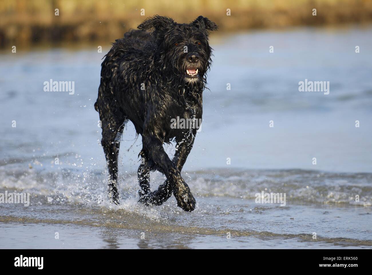 Bouvier des Flandres Stock Photo