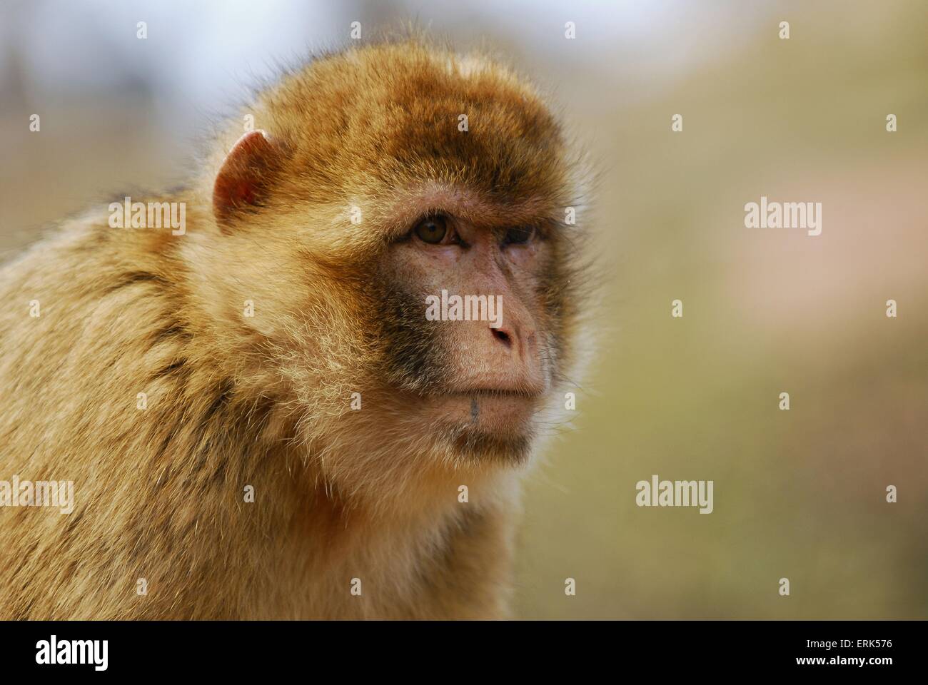 barbary ape Stock Photo