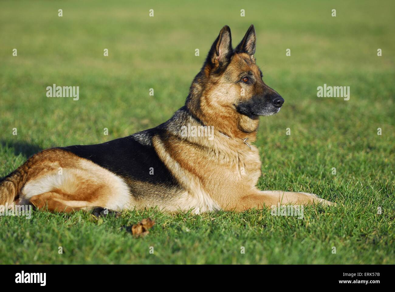 German Shepherd Stock Photo Alamy German Shepherd Stock Photo Alamy