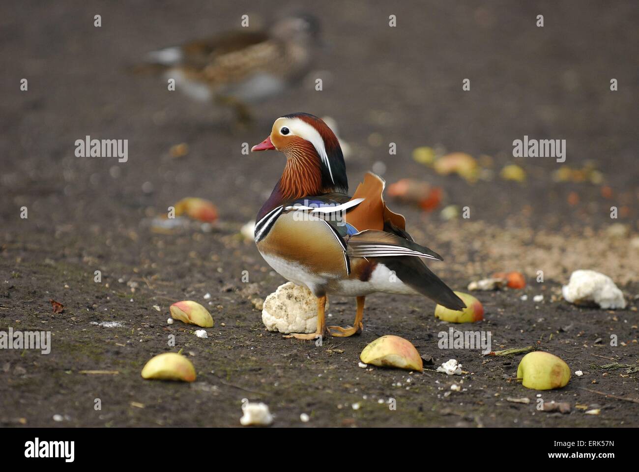 mandarin duck Stock Photo