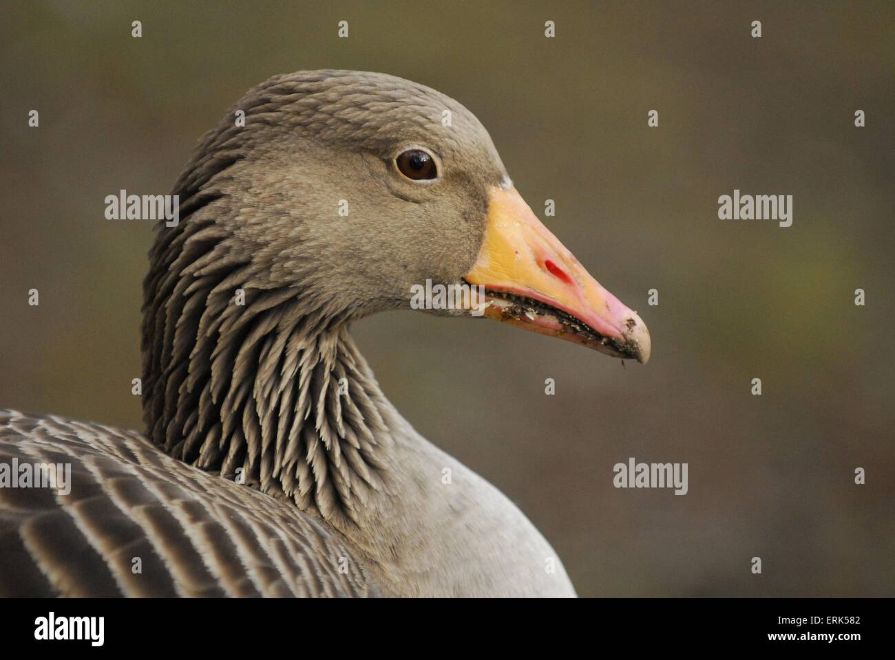 Greylag goose geese hires stock photography and images Alamy