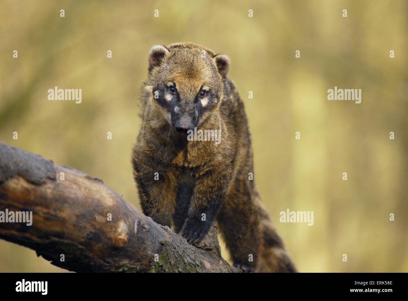 coati Stock Photo