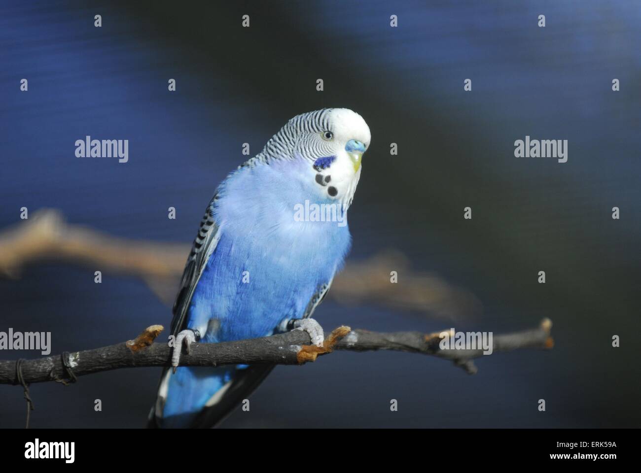 Budgies hi-res stock photography and images - Alamy