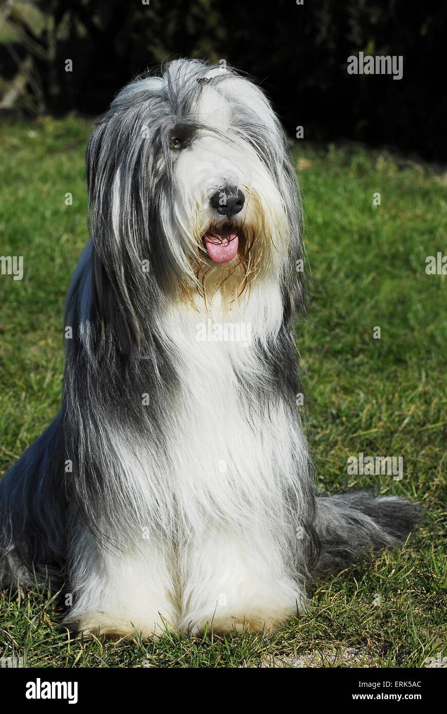 Front View Of A White And Gray Seated Bearded Collie Stock Photo - Download  Image Now - iStock