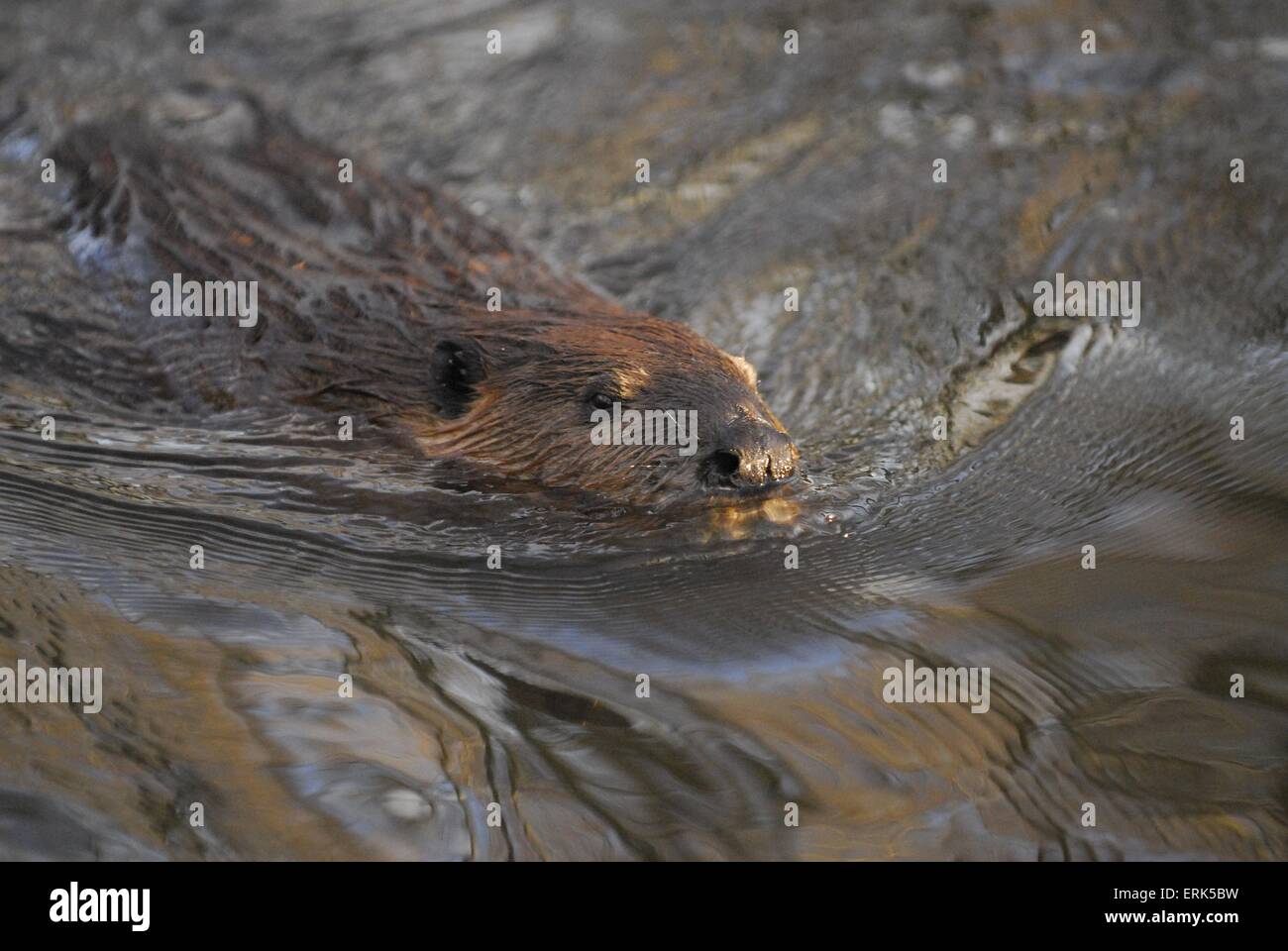 swimming beaver Stock Photo