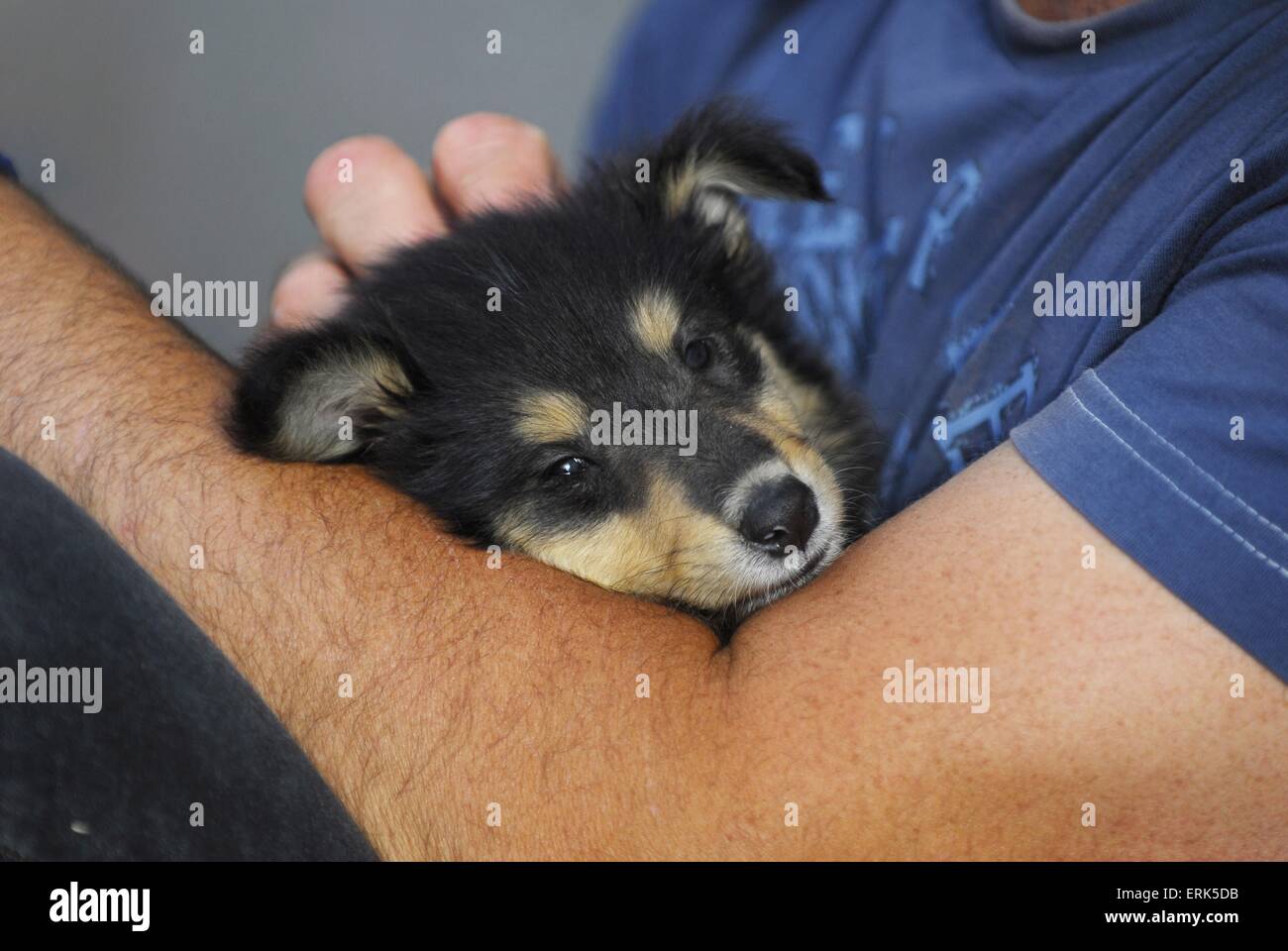 Collie Portrait Stock Photo