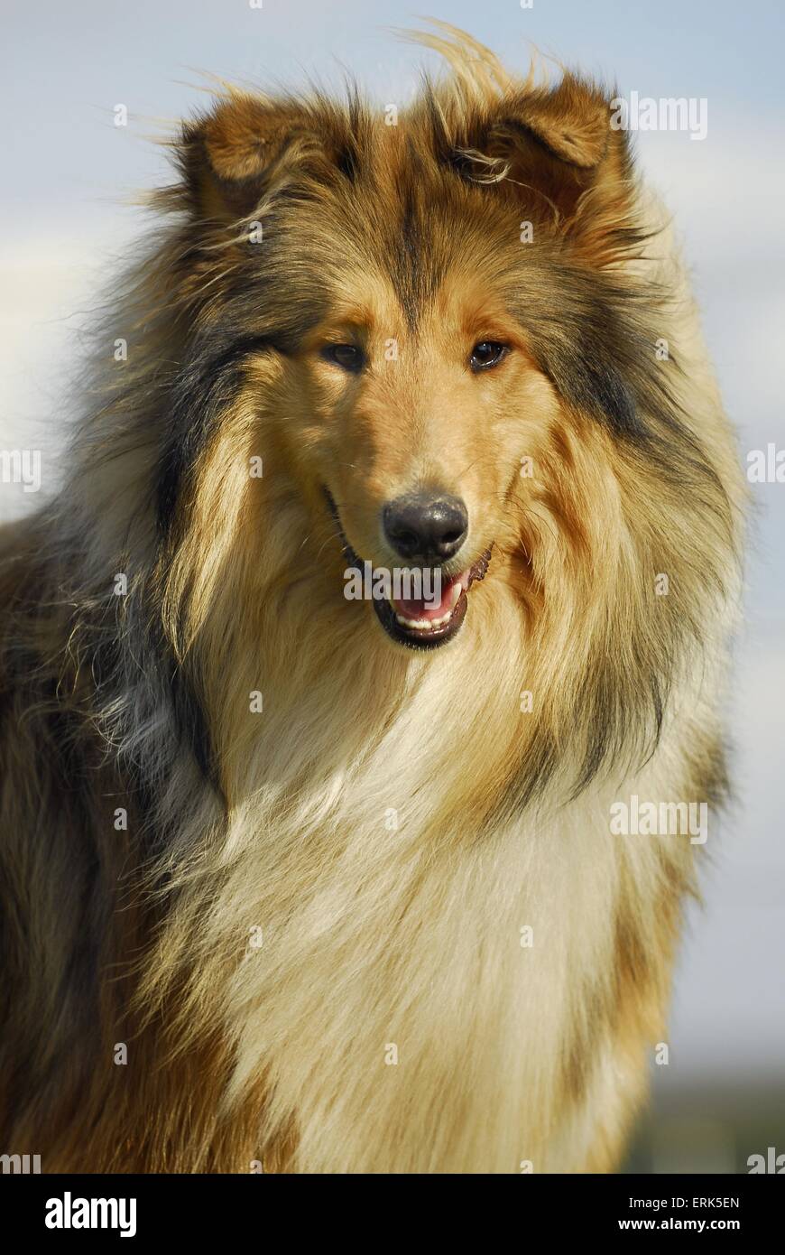 Rough collies hi-res stock photography and images - Alamy