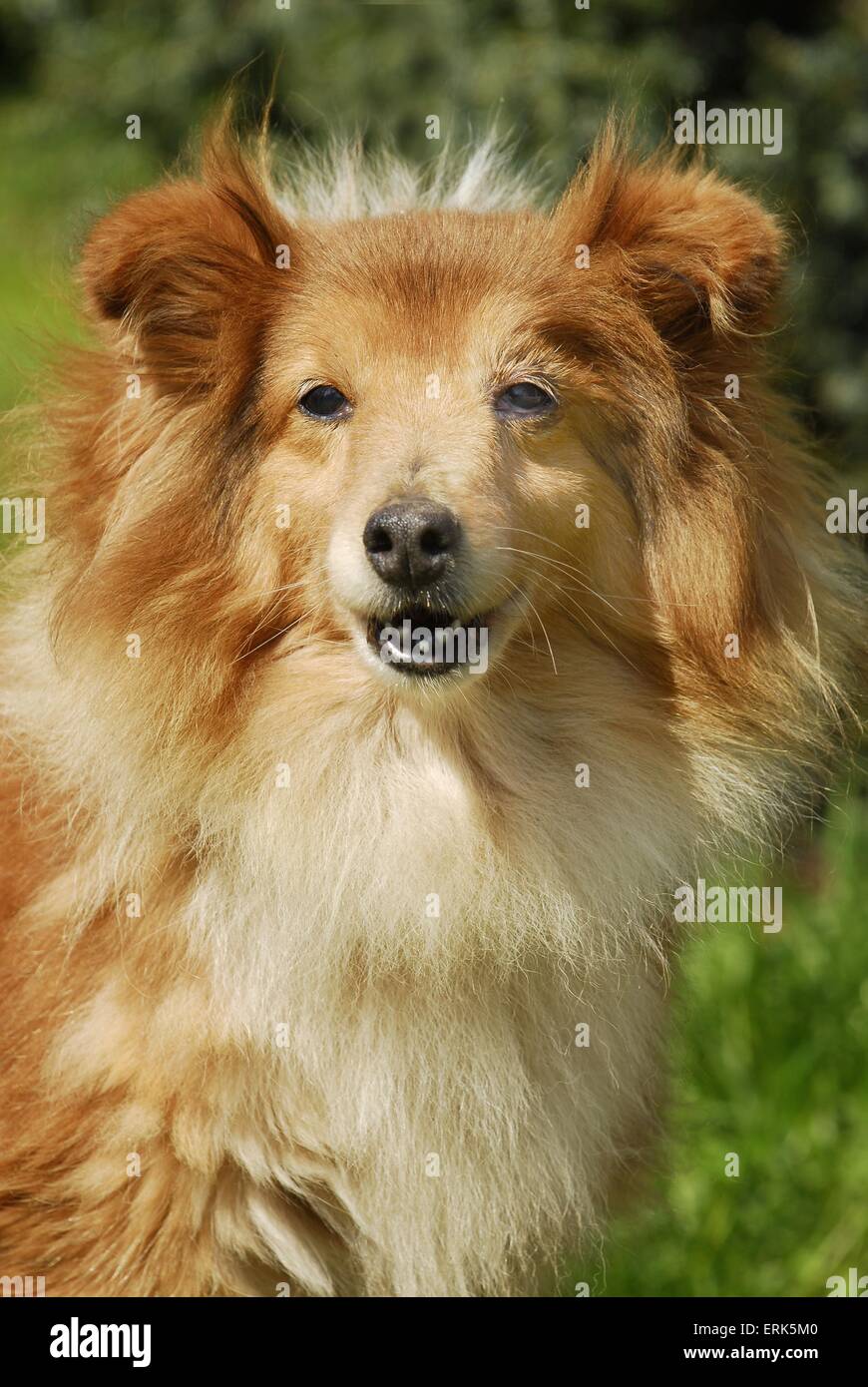 Shetland Sheepdog Portrait Stock Photo - Alamy
