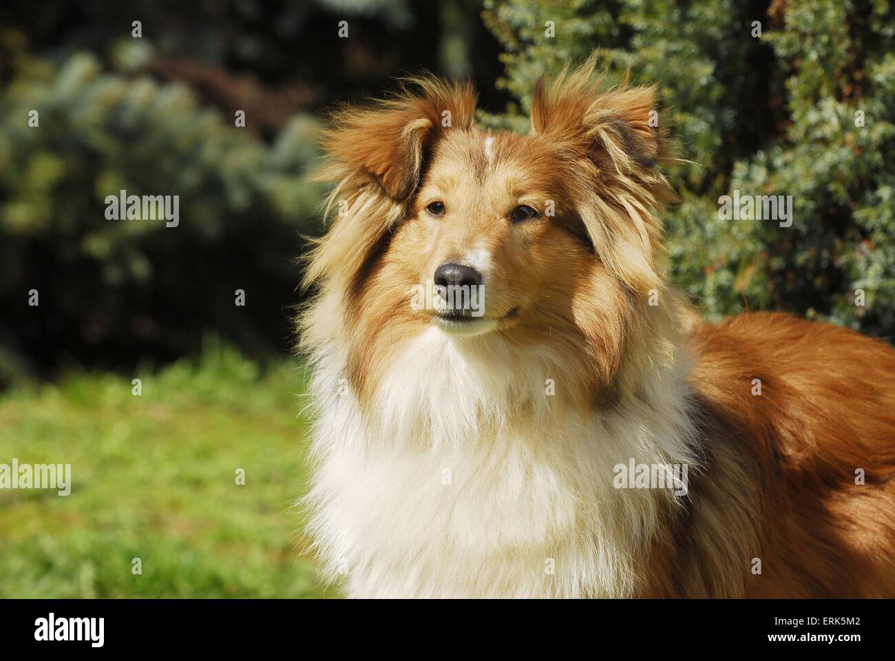 Shetland Sheepdog Portrait Stock Photo - Alamy