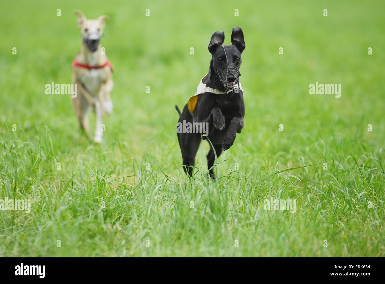 Whippets at Coursing Stock Photo
