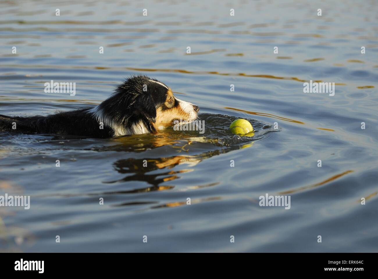 swimming Australian Shepherd Stock Photo Alamy