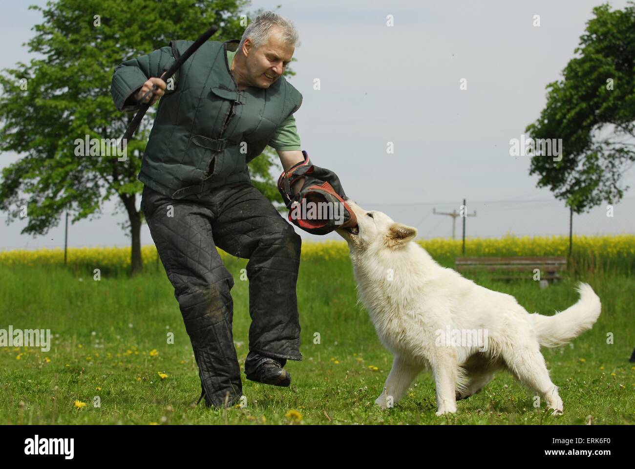 stock dog training stock dog training