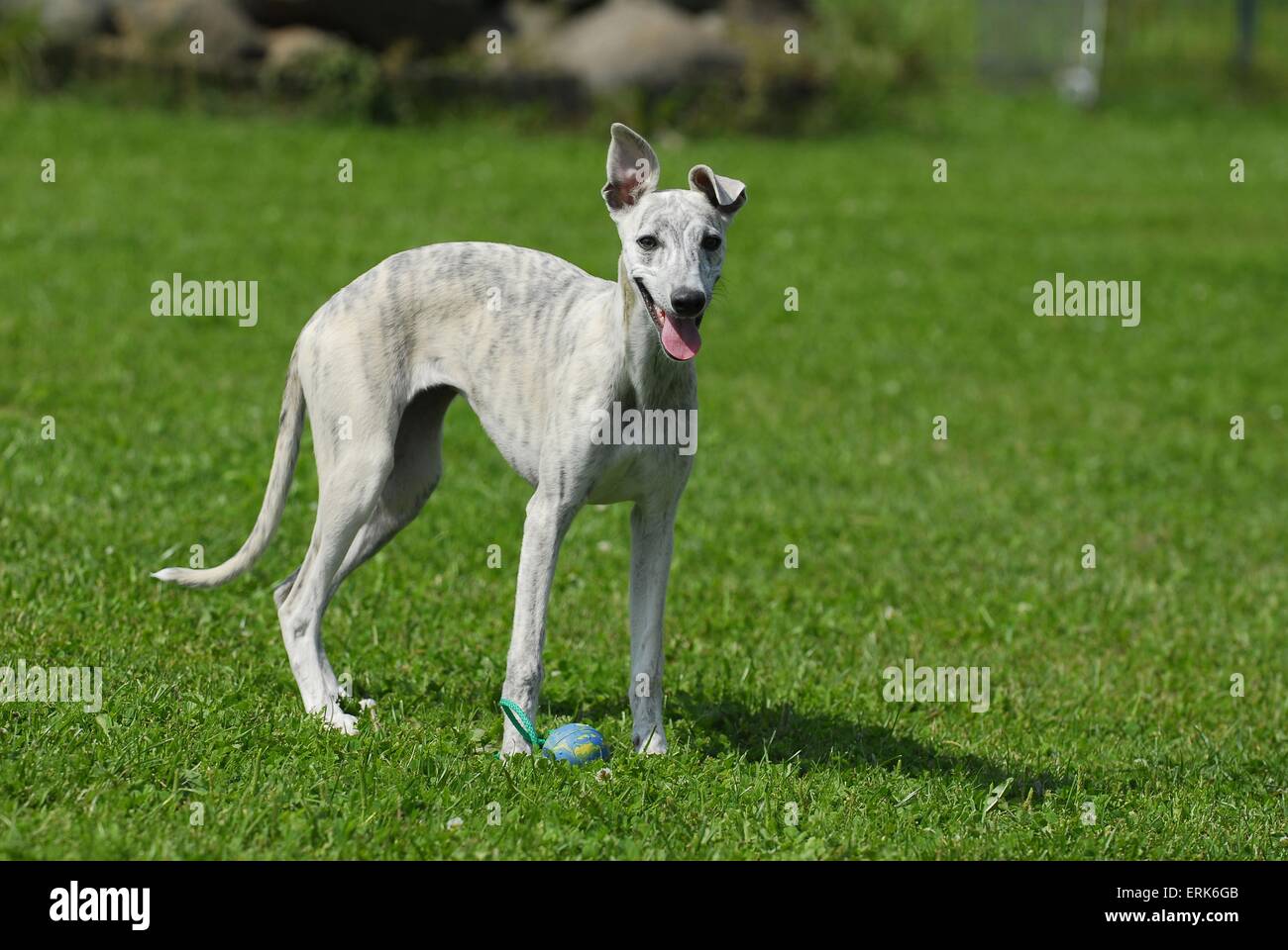 Whippet Stock Photo - Alamy