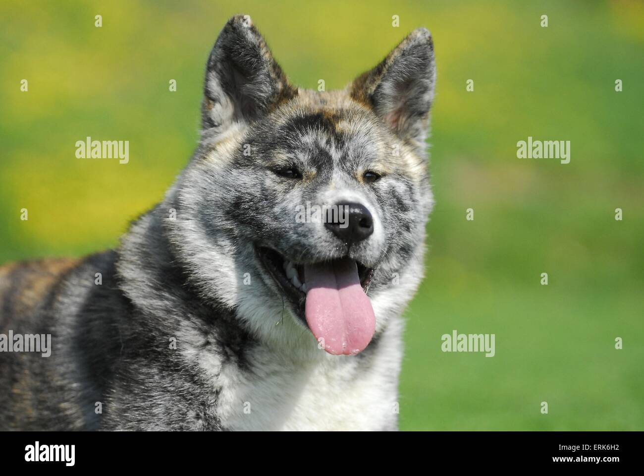 Akita inu brindle hires stock photography and images Alamy