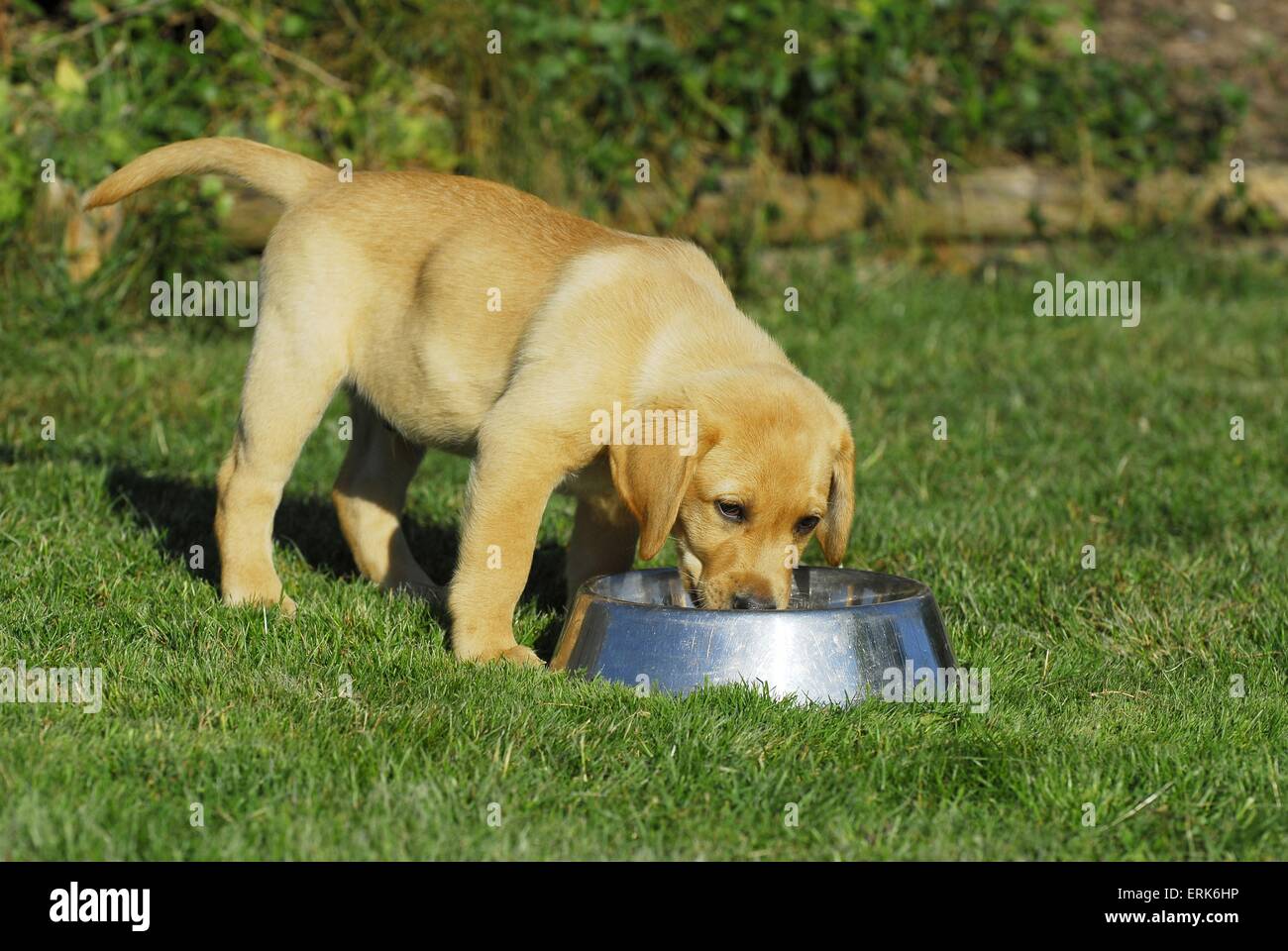 eating Labrador Retriever puppy Stock Photo