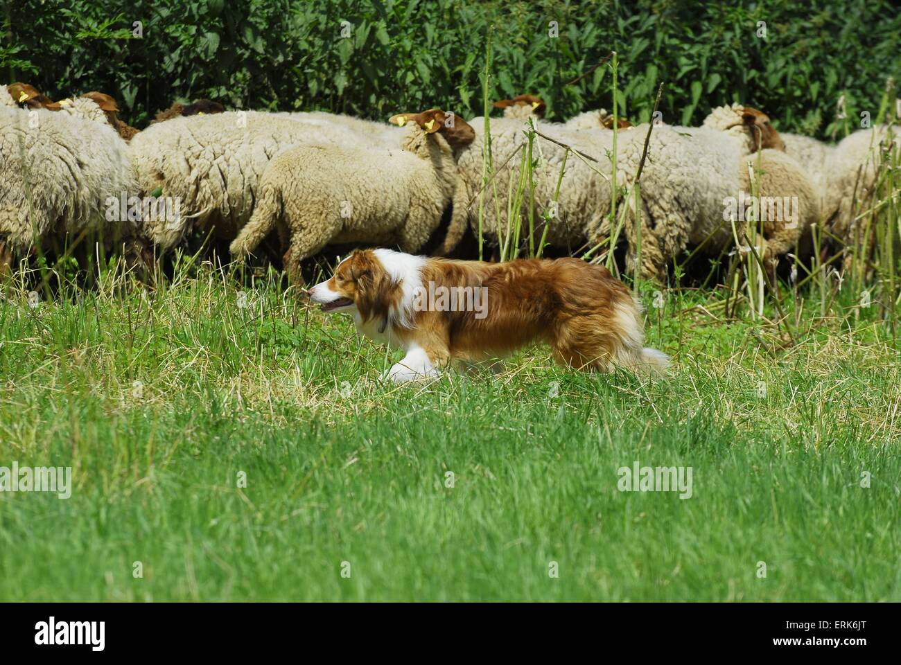 shepherding Border Collie Stock Photo