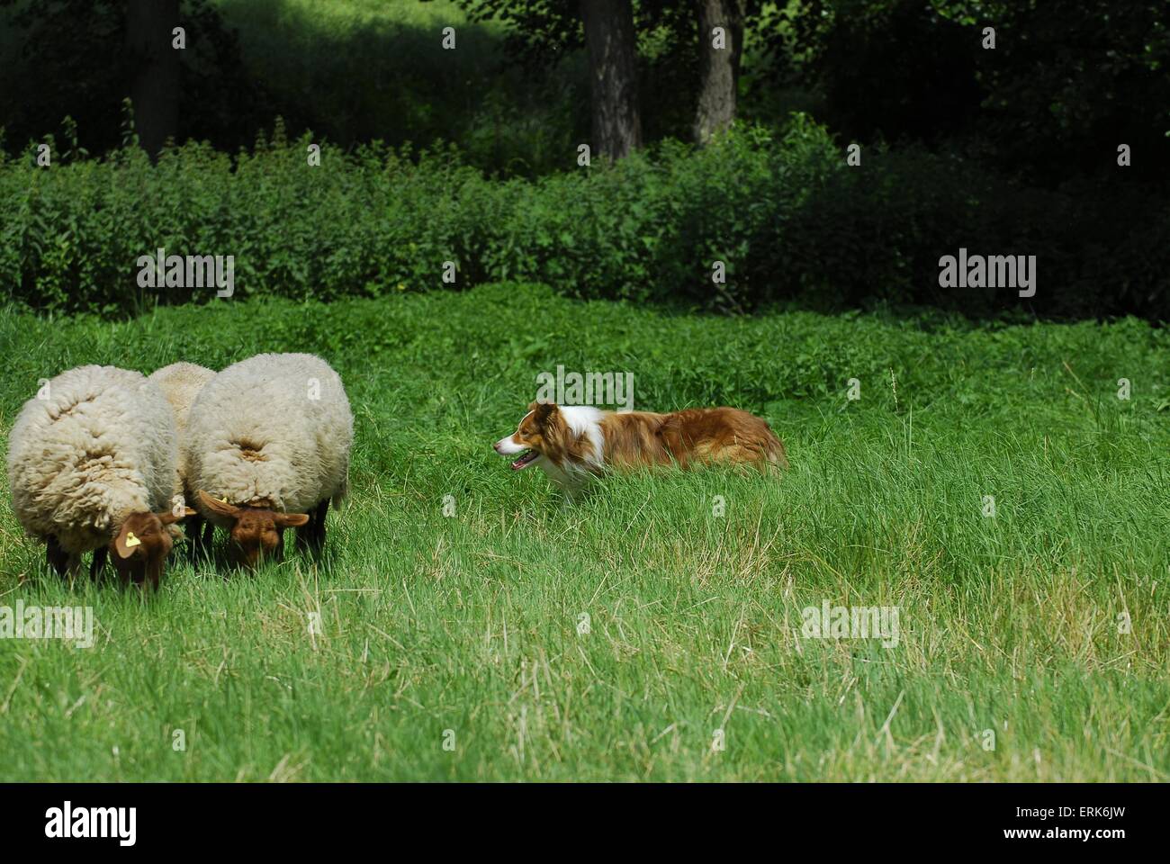 shepherding Border Collie Stock Photo