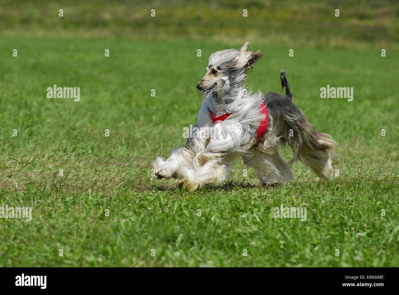 buy sighthound software buy sighthound software