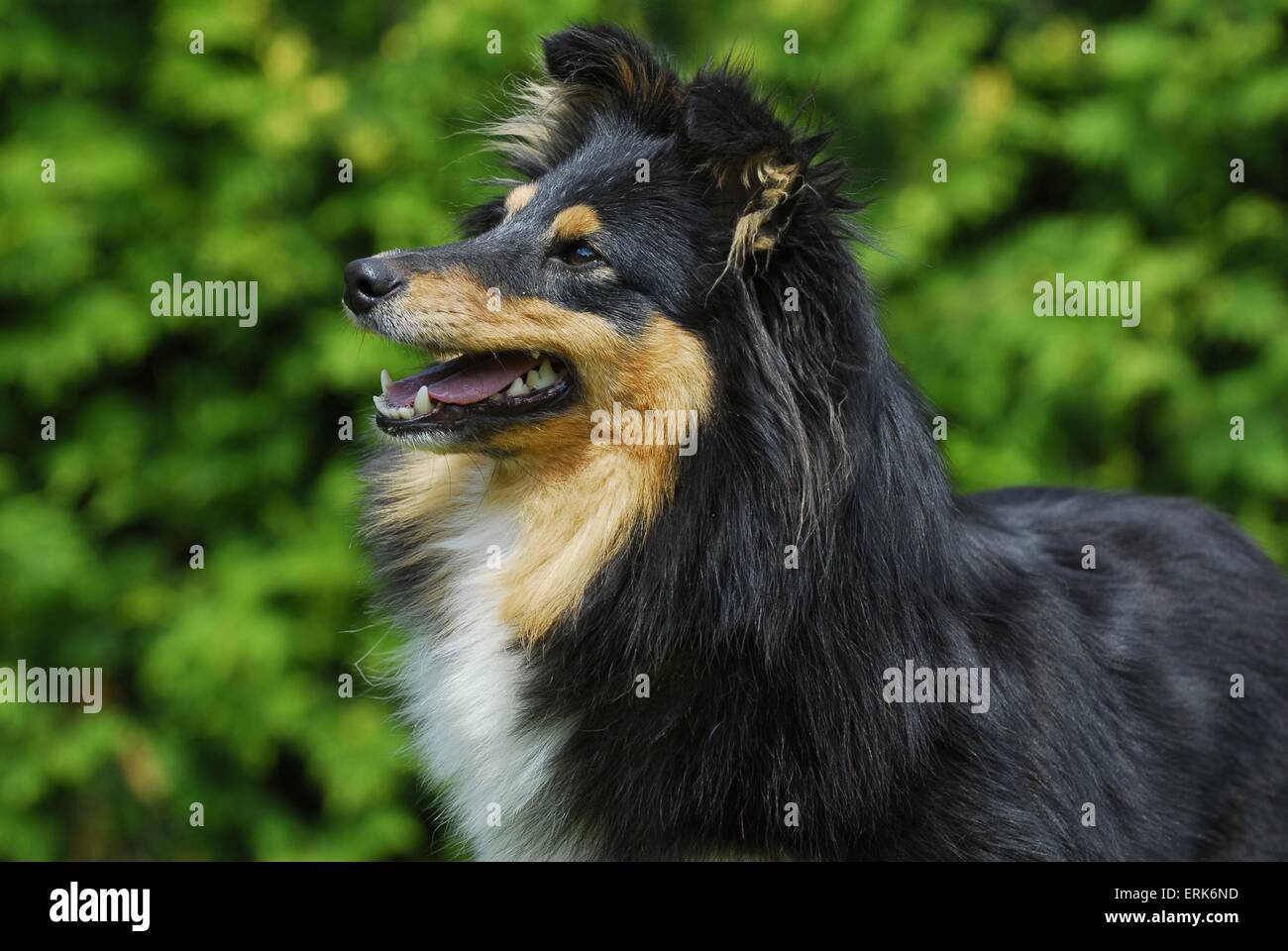 Shetland Sheepdog Portrait Stock Photo - Alamy