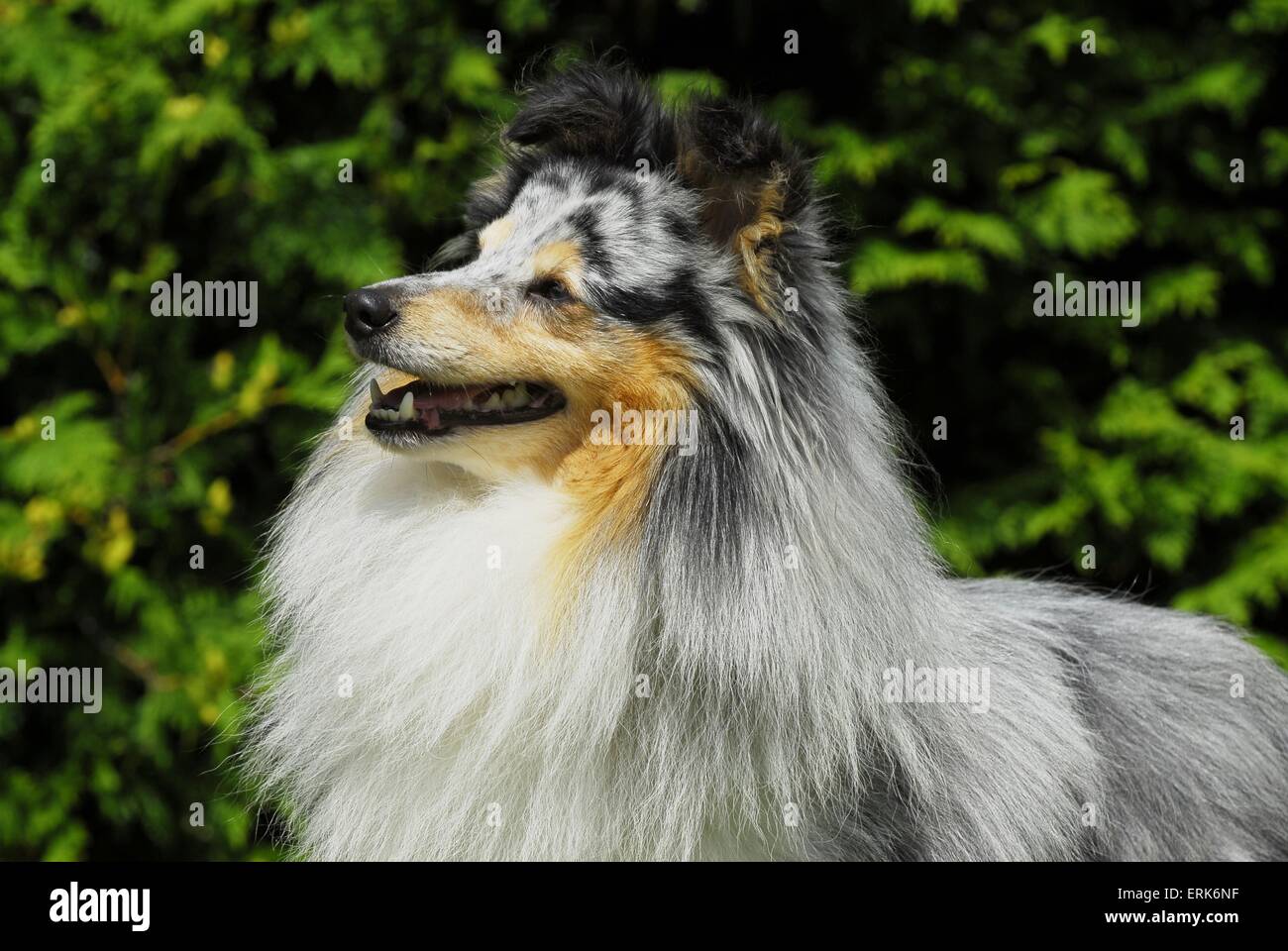 Shetland Sheepdog Portrait Stock Photo - Alamy