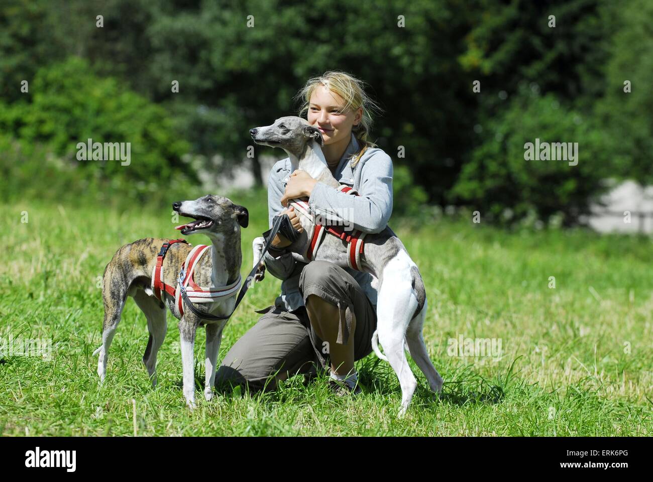 woman and whippets Stock Photo