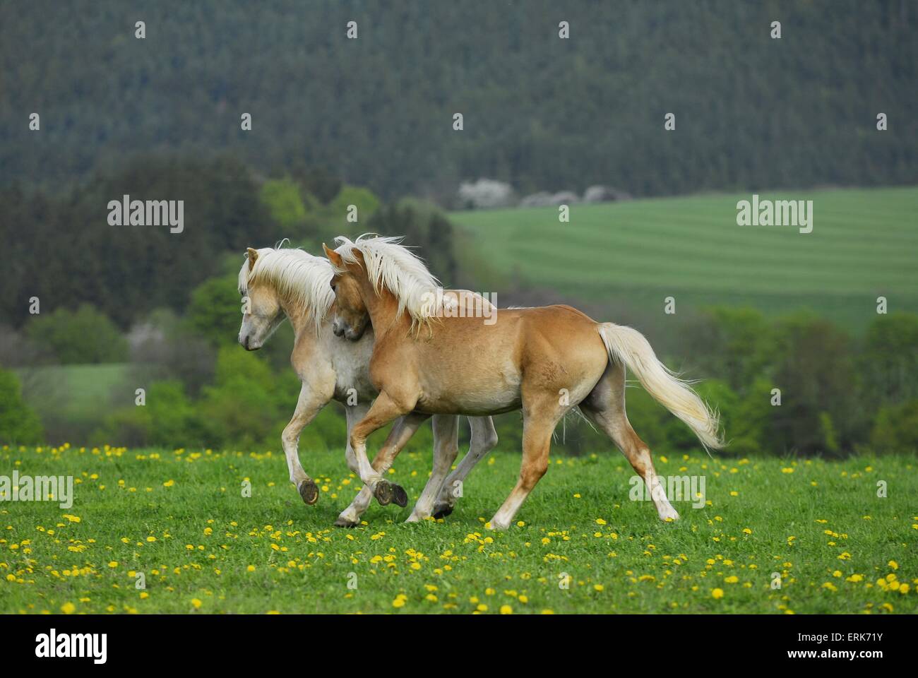 Animal canter cantering field haflinger horse hires stock photography