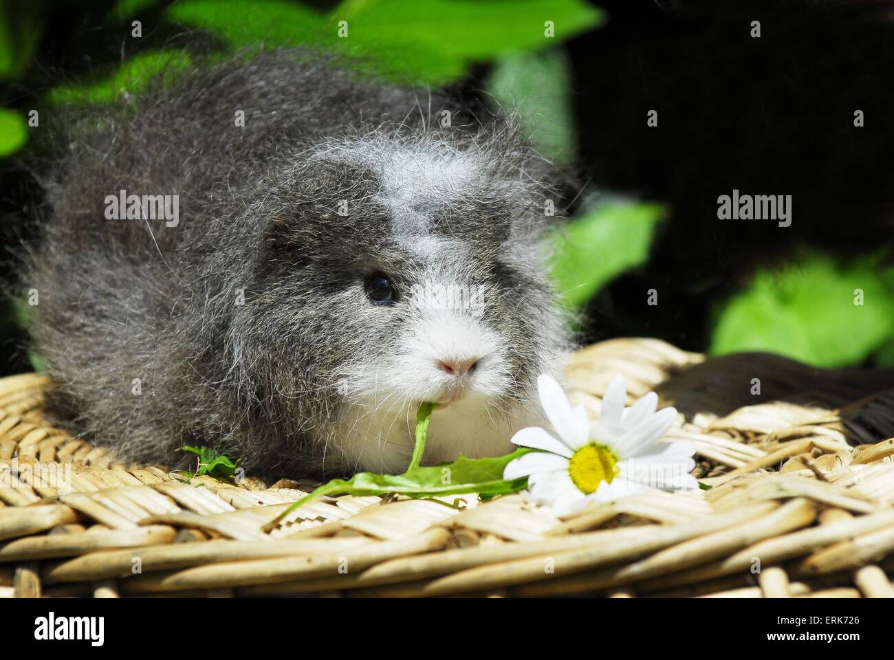 guinea pig Stock Photo