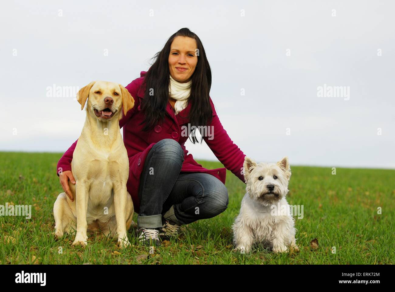 Labrador retriever west highland white hires stock photography and
