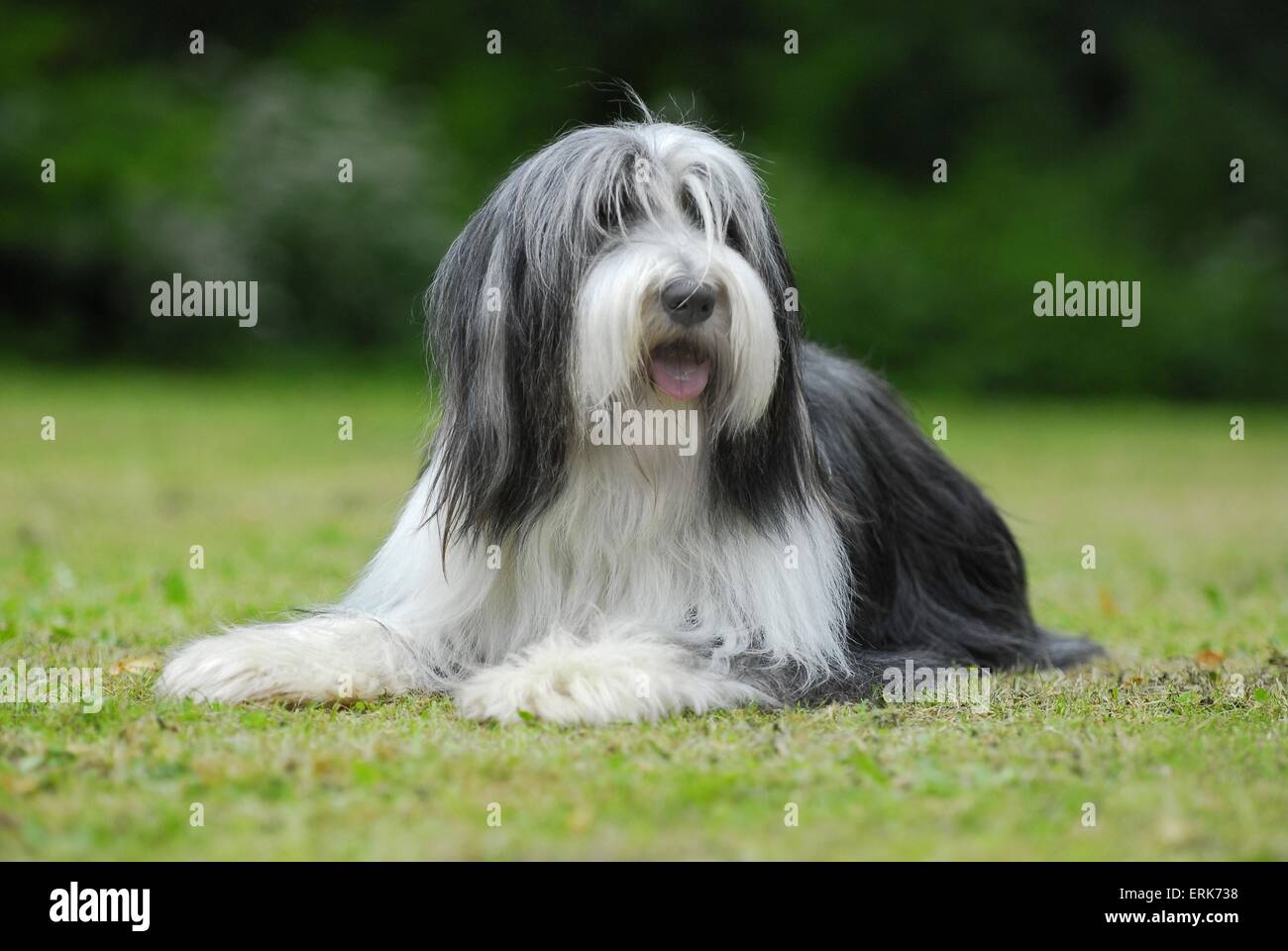 Bobtail and Bearded Collies, Old English Shepherd Dog Stock Photo - Alamy