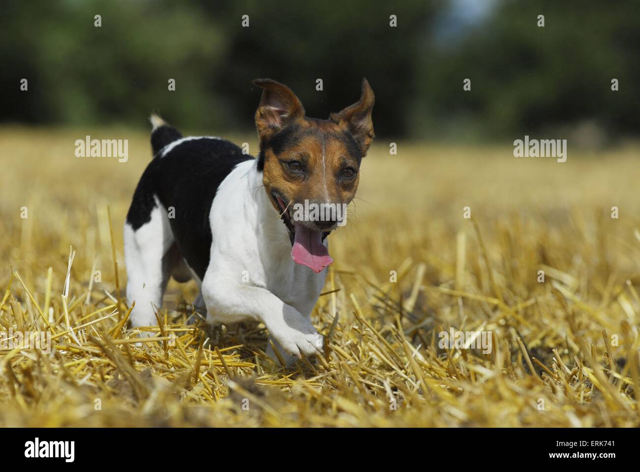 running Jack Russell Terrier Stock Photo Alamy