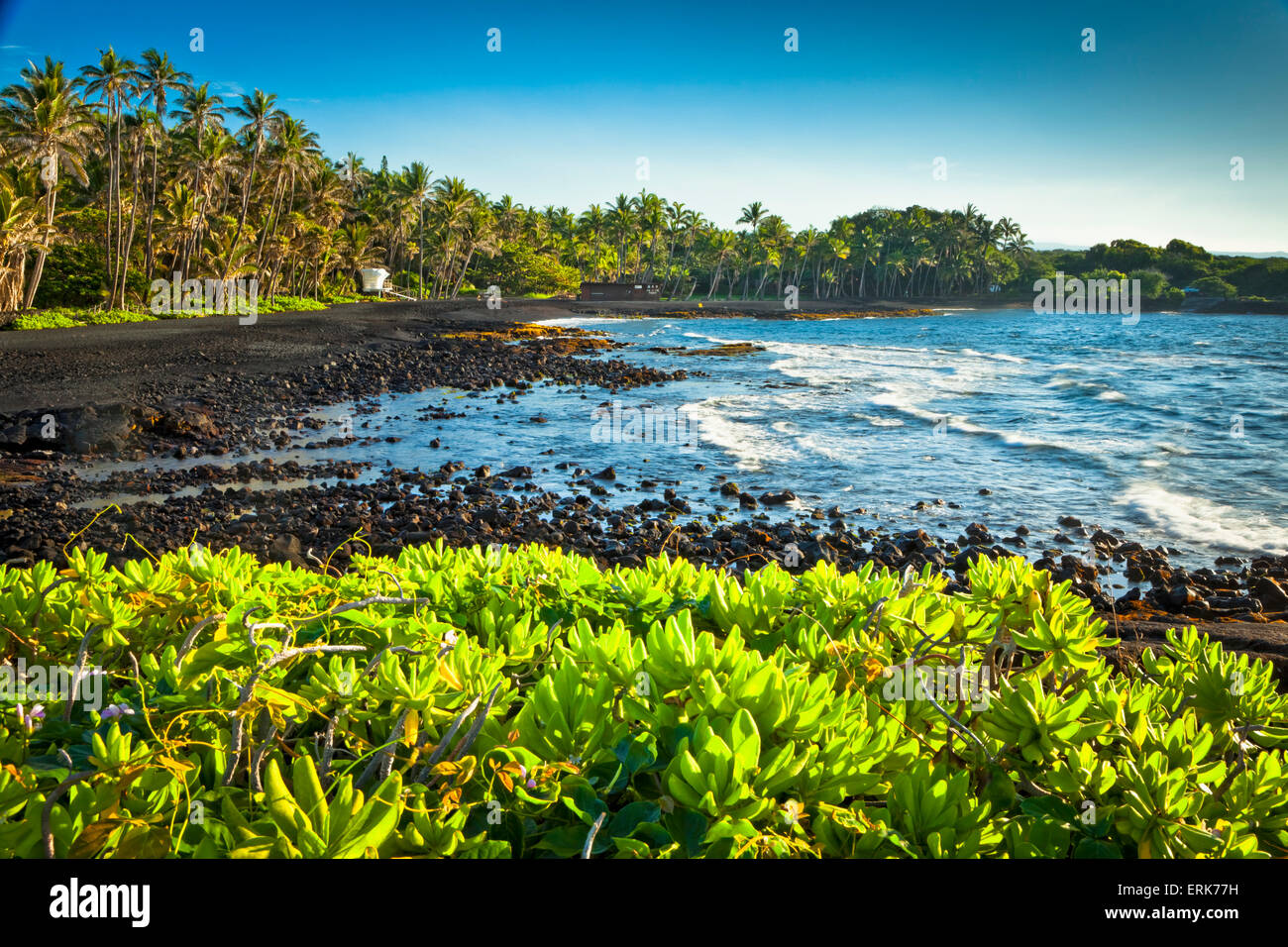 Punaluu Black Sand Beach surrounded by native Hawaiian plants; Island of Hawaii, Hawaii, United States of America Stock Photo