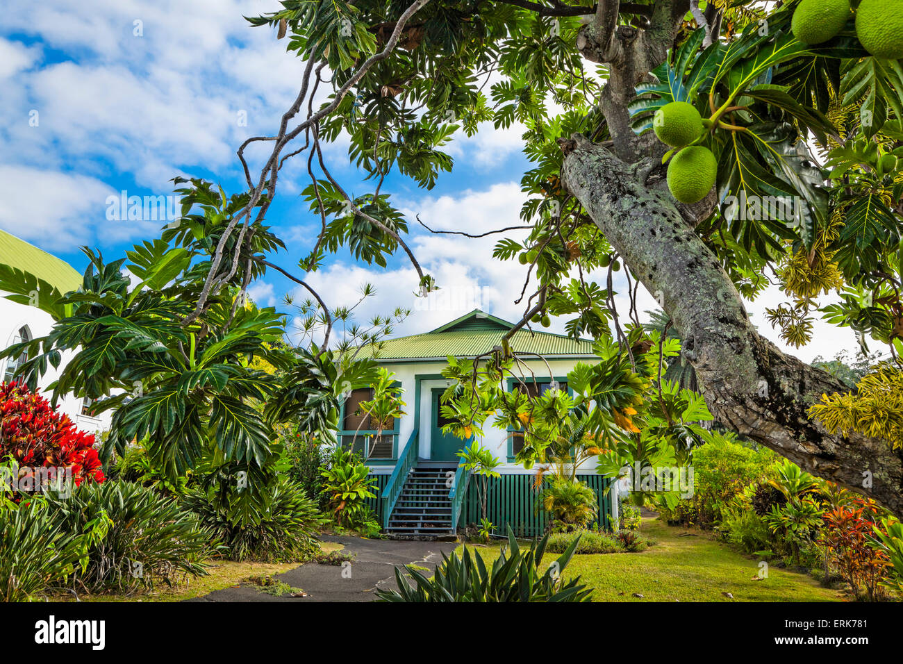 St. Benedict's Painted Church through a Breadfruit tree, Captain Cook