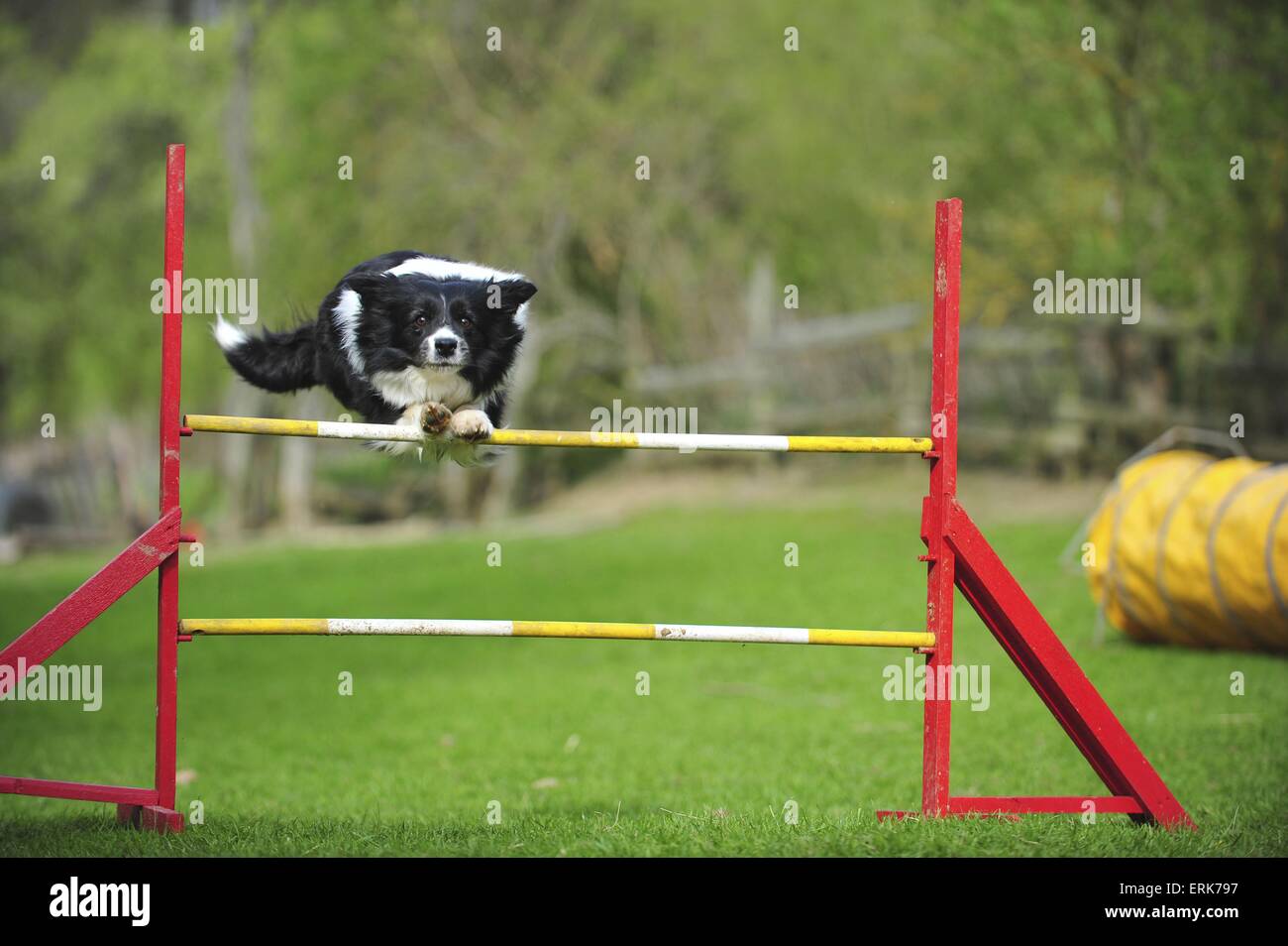Border Collie at agility Stock Photo Alamy