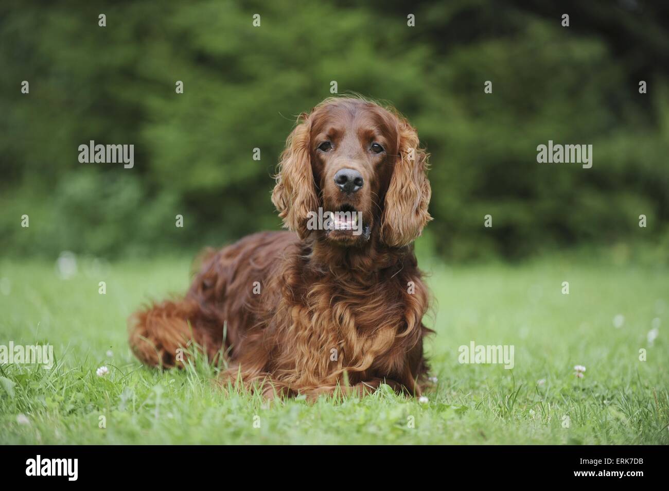 Irish Red Setter Stock Photo - Alamy