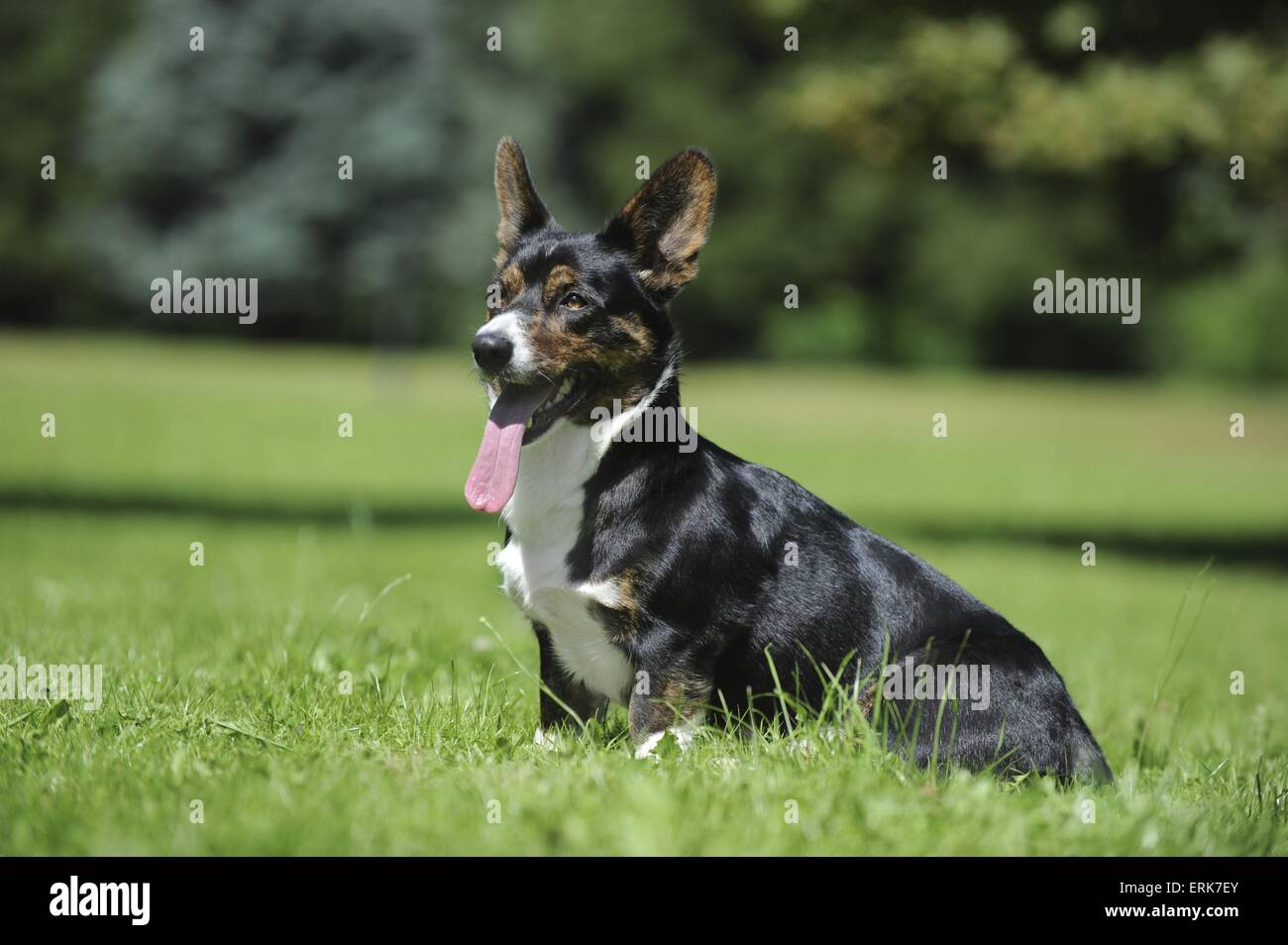 Welsh Corgi Cardigan Stock Photo