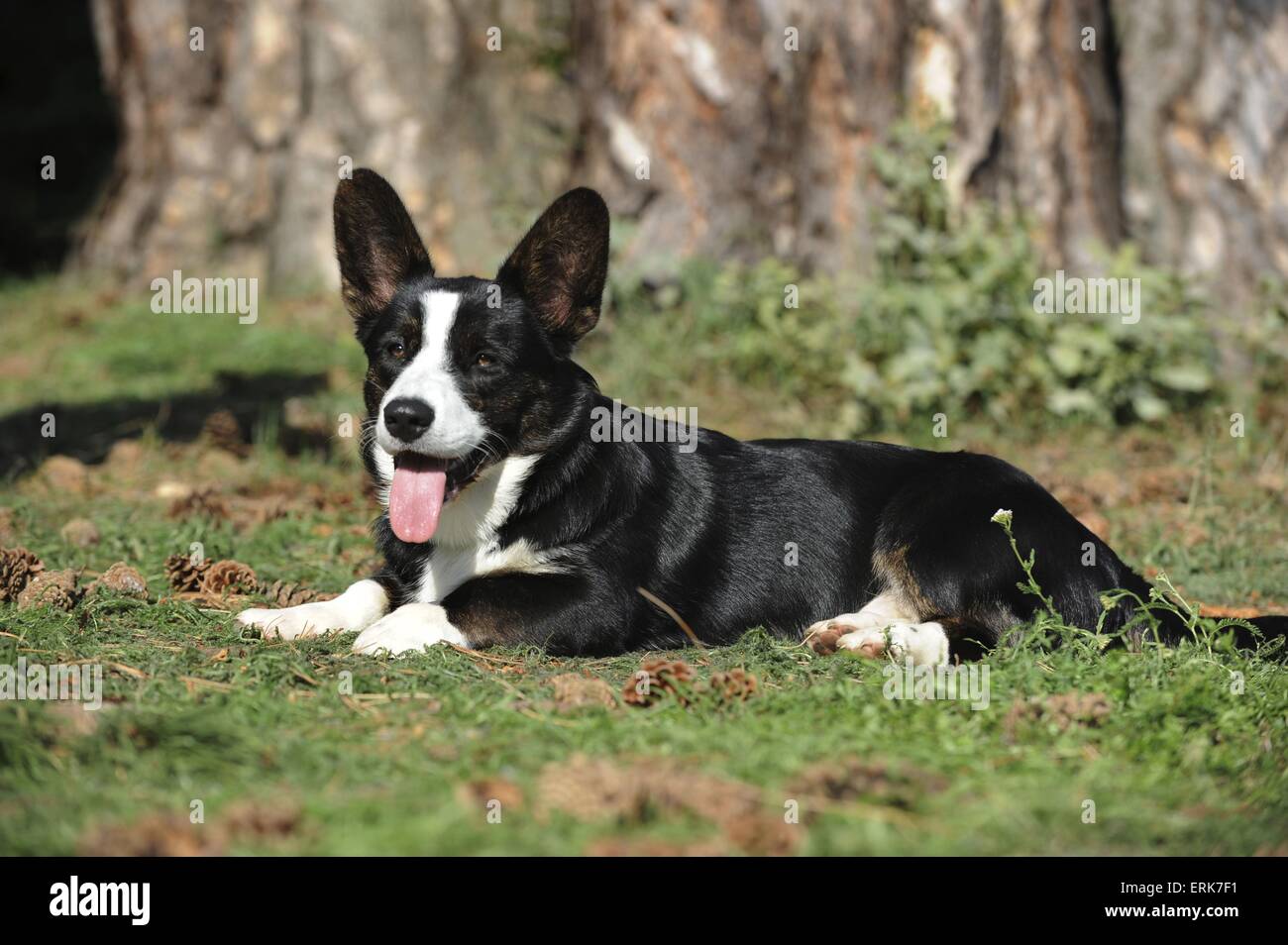 Welsh Corgi Cardigan Stock Photo