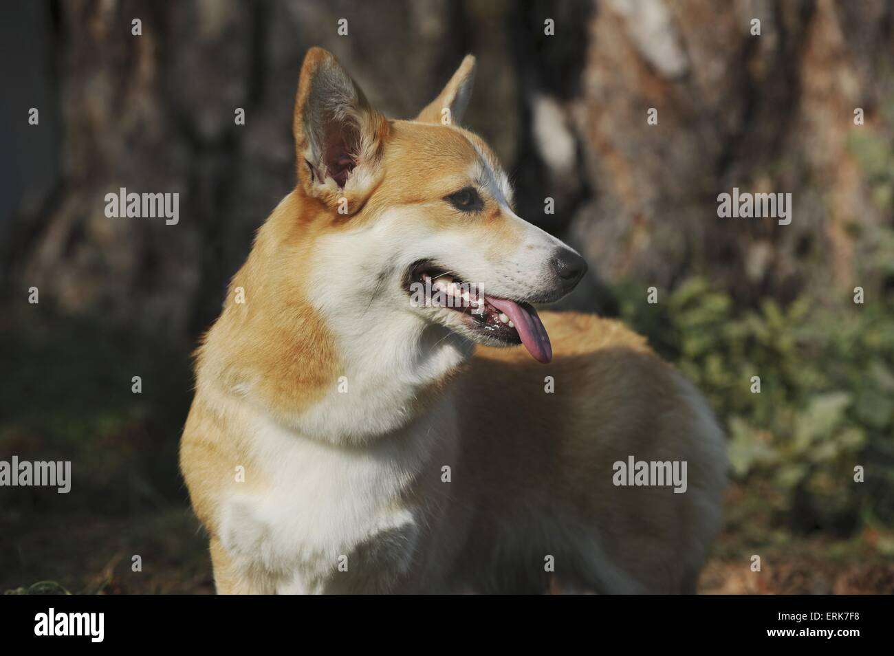 Welsh Corgi Pembroke Portrait Stock Photo