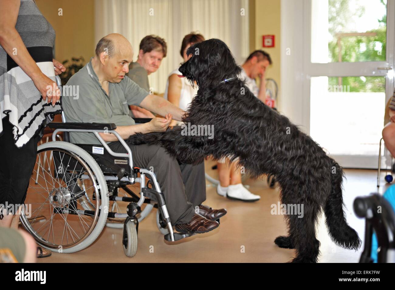 therapy dog at work Stock Photo