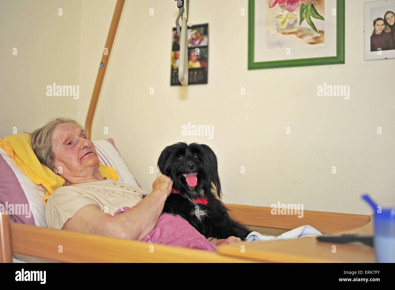 therapy dog at work Stock Photo Alamy