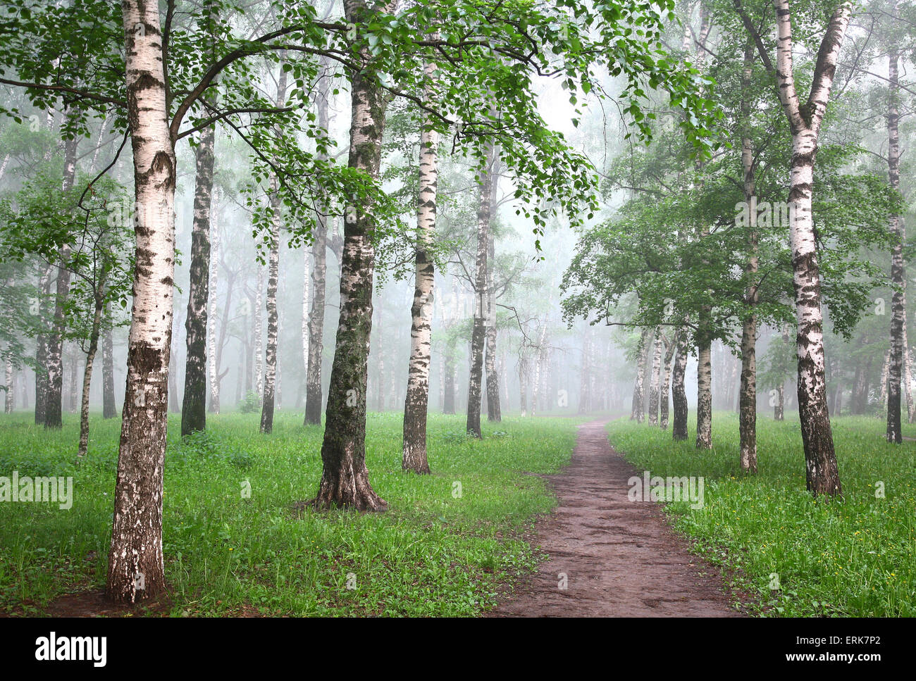 Morning mist birch forest Stock Photo