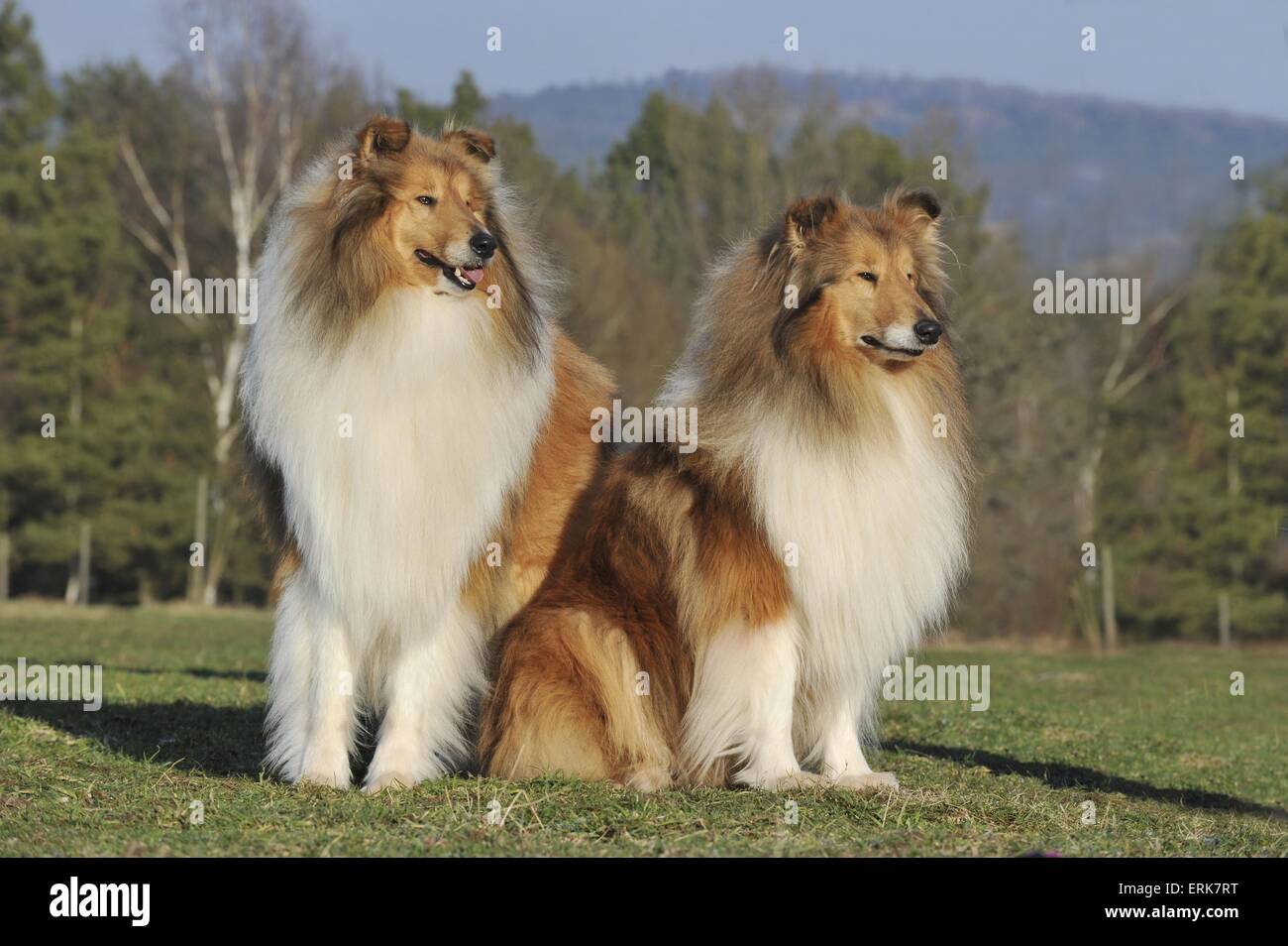longhaired collies Stock Photo