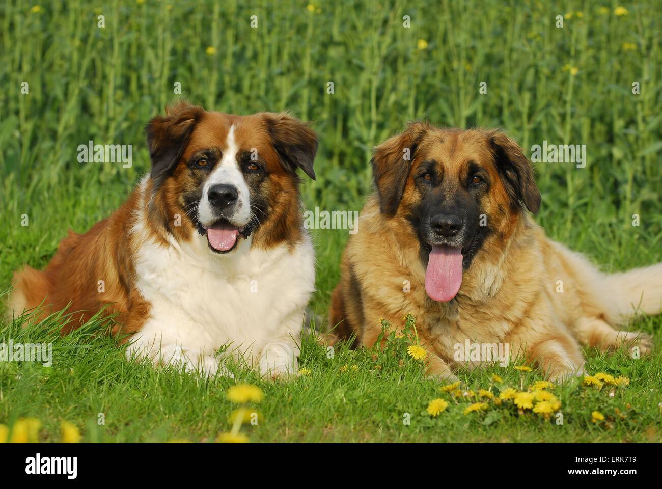 Leonberger and Saint Bernard Stock Photo Alamy