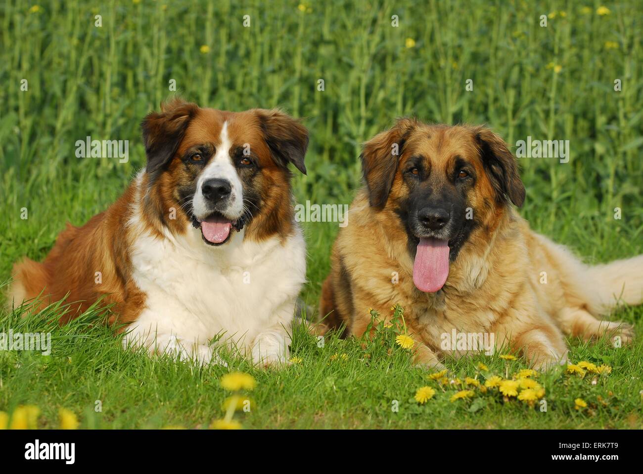 leonberger saint bernard mix