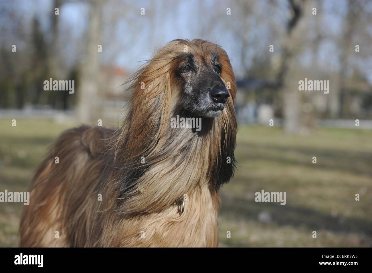 sighthound portrait Stock Photo