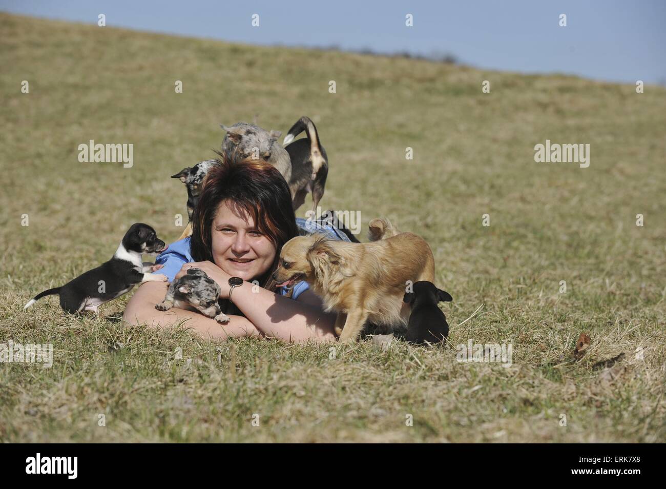 Longhaired Blue Merle Chihuahua Puppy Stock Photos Longhaired